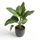 Dieffenbachia seguine