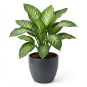 Dieffenbachia seguine