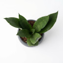 Dracaena trifasciata 'Hahnii' 'Hahnii (Dwarf/Bird’s Nest type)'