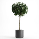 Ficus benjamina 'Standard (Tree Form/Standard)'