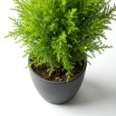 Cupressus macrocarpa 'Goldcrest' 'Lemon-scented cultivar'