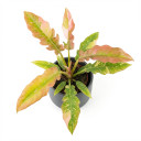 Philodendron erubescens 'Prince of Orange' 'Prince of Orange'