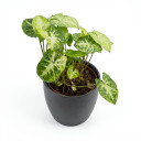 Syngonium podophyllum 'Variegated'