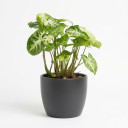 Syngonium podophyllum 'Variegated'