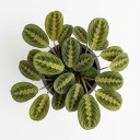 Maranta leuconeura
