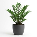 Zamioculcas zamiifolia