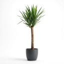 Yucca elephantipes 'Triple Cane'