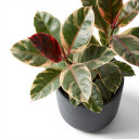 Ficus elastica 'Ficus elastica 'Tineke''