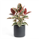 Ficus elastica 'Ficus elastica 'Tineke''