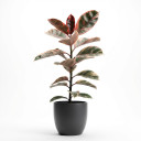 Ficus elastica 'Ficus elastica 'Tineke''