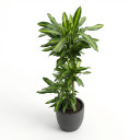 Dracaena fragrans 'Compacta'