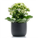 Kalanchoe blossfeldiana