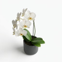Phalaenopsis spp.