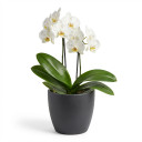 Phalaenopsis spp.
