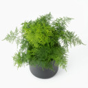 Asparagus densiflorus