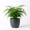 Asparagus densiflorus