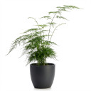 Asparagus densiflorus