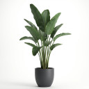 Strelitzia nicolai
