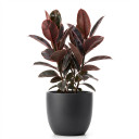 Ficus elastica 'Ruby'