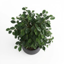 Ficus benjamina 'Pyramid (Topiary Form)'