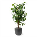 Ficus benjamina 'Pyramid (Topiary Form)'