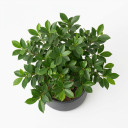 Variegated Weeping Fig 'Variegated'