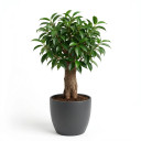 Weeping Fig 'Spiral Trunk'