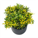 Codiaeum variegatum 'Aiston (variegated croton cultivar group)'