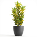 Codiaeum variegatum 'Aiston (variegated croton cultivar group)'