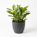 Codiaeum variegatum 'Gold Dust'