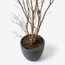 Lagerstroemia indica