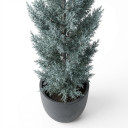 Hesperocyparis arizonica 'Columnar blue form (cultivar varies by nursery)'