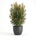 Photinia × fraseri 'Red Robin (Pyramidal Form)'