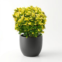 Euonymus japonicus 'Half Standard (Lollipop Topiary)'