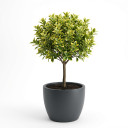 Euonymus japonicus 'Half Standard (Lollipop Topiary)'