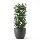 Trachelospermum jasminoides