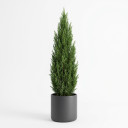 Cupressus macrocarpa 'Goldcrest' 'Pyramidal form'