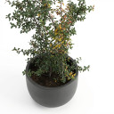 Parkinsonia aculeata
