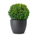 Buxus sempervirens 'Ball Topiary'