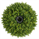 Boxwood Topiary