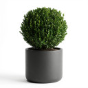 Italian Boxwood Topiary