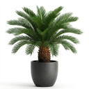 Cycas revoluta