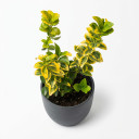 Euonymus japonicus 'Golden variegated (aureomarginatus type)'
