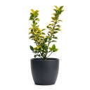 Euonymus japonicus 'Golden variegated (aureomarginatus type)'
