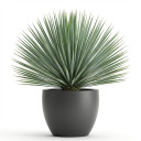 Yucca rostrata