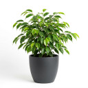 Ficus benjamina 'Variegata'