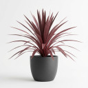 Dracaena marginata 'Red-edged (Marginata type)'