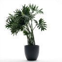 Thaumatophyllum bipinnatifidum