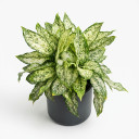 Aglaonema commutatum 'Aglaonema 'Snow White''