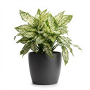 Aglaonema commutatum 'Aglaonema 'Snow White''
